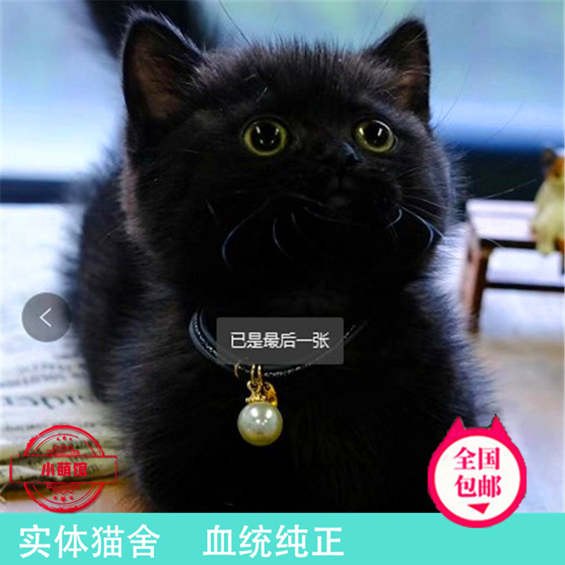黑猫孟买猫纯种英短纯黑幼猫曼基康矮脚猫黑色宠物黑煤球千岁岁款