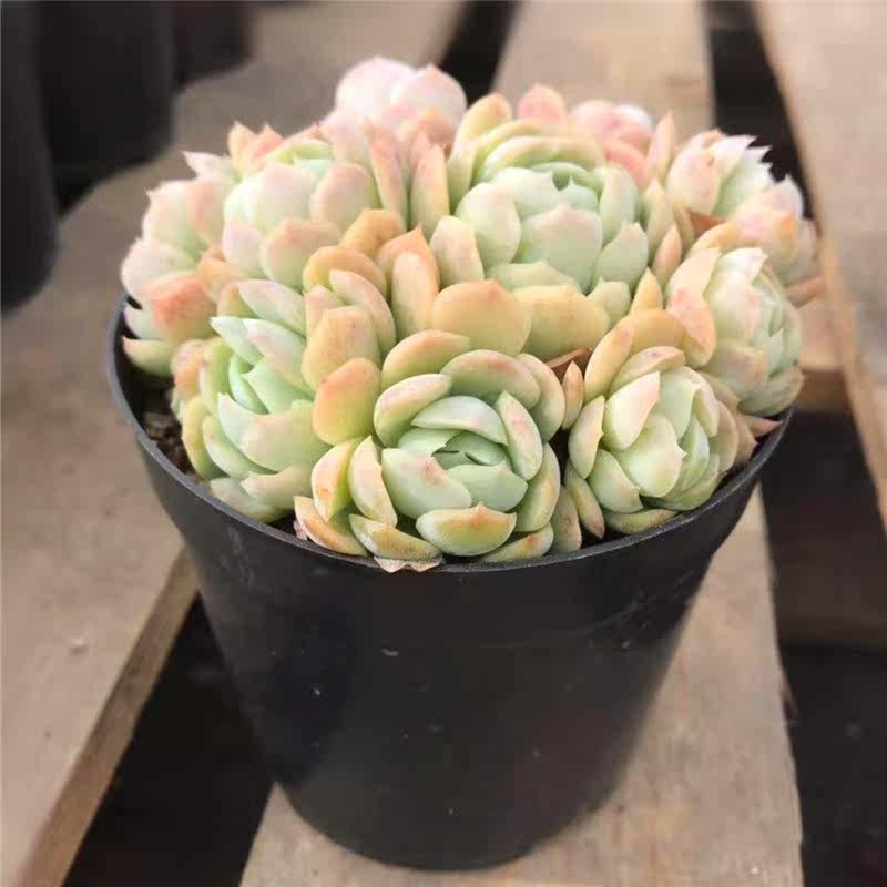 仟佰卉 奶油贝瑞多肉植物群生手捧花造型果冻色包子状云南基控养