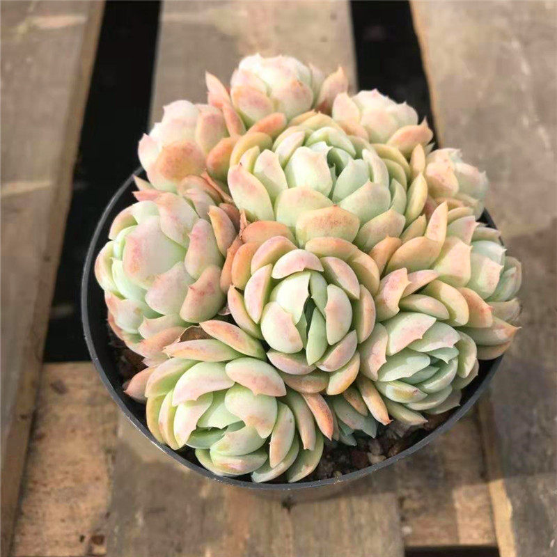 仟佰卉 奶油贝瑞多肉植物群生手捧花造型果冻色包子状云南基控养