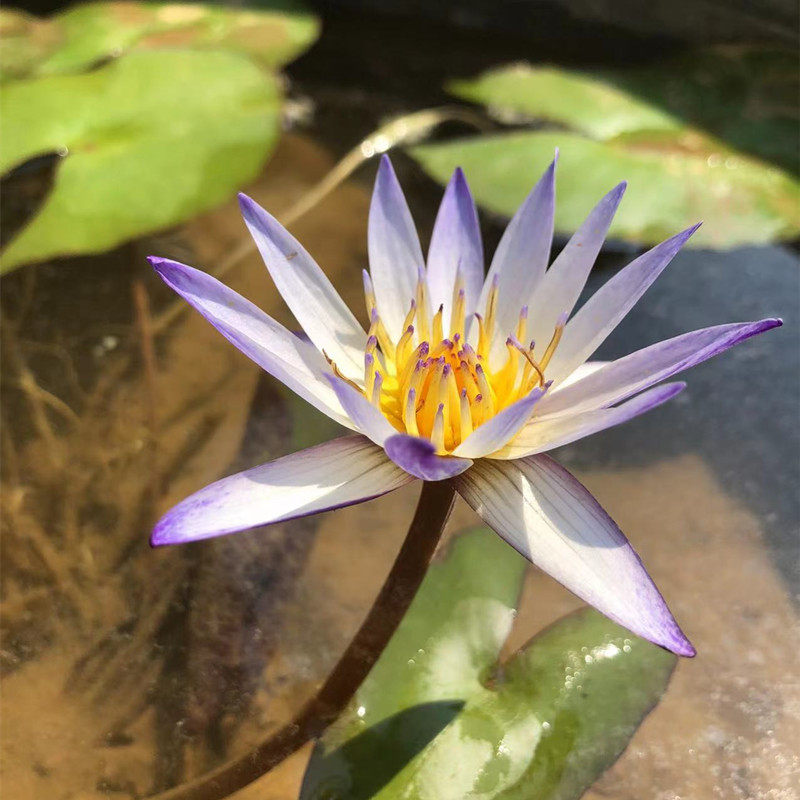 黑美人热带迷你微型睡莲品种鱼缸水缸池塘种植时令草本花卉