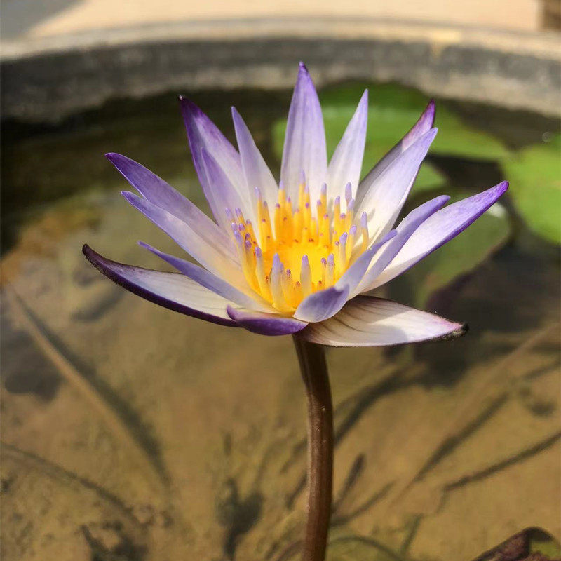 黑美人热带迷你微型睡莲品种鱼缸水缸池塘种植时令草本花卉