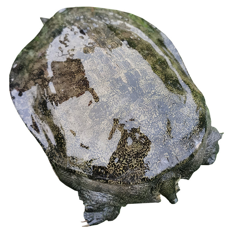 8斤外塘野养纯乌花背中华老鳖王八水鱼团甲鱼