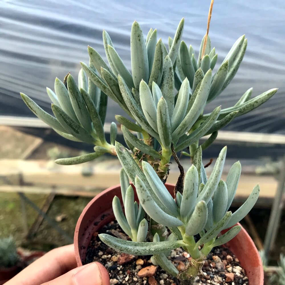 多肉植物蓝松稀有品种多年生巨型大棵肉嘟嘟室内办公室防辐射绿植