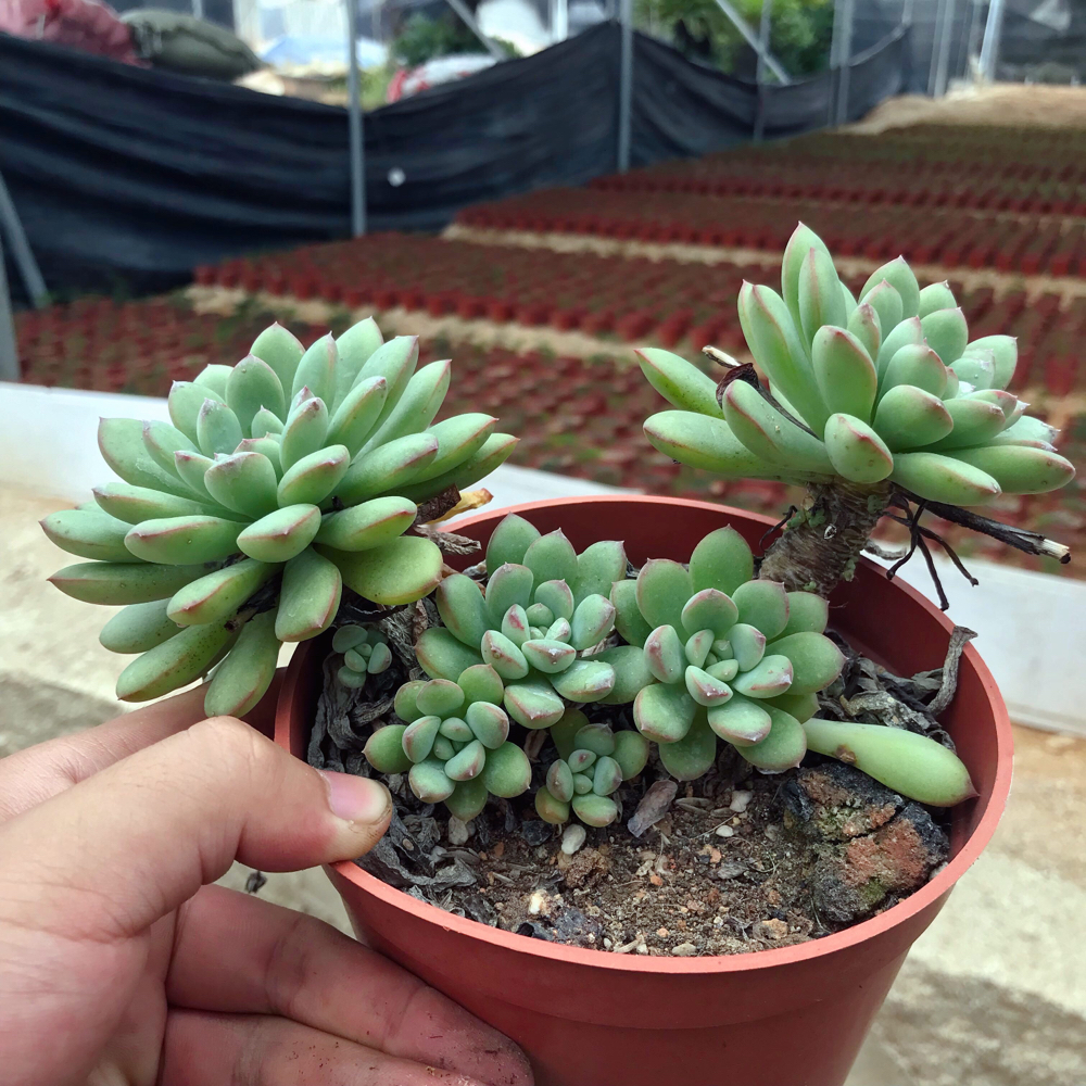 迈达斯国王群生多肉植物老桩阳台办公室防辐射多肉绿植花卉