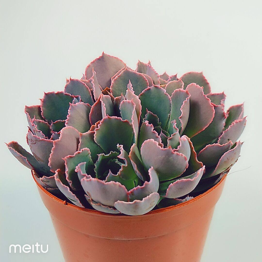 直播满29包邮晚霞之舞多肉多头群生晚霞之舞爆盆办公室美观露养