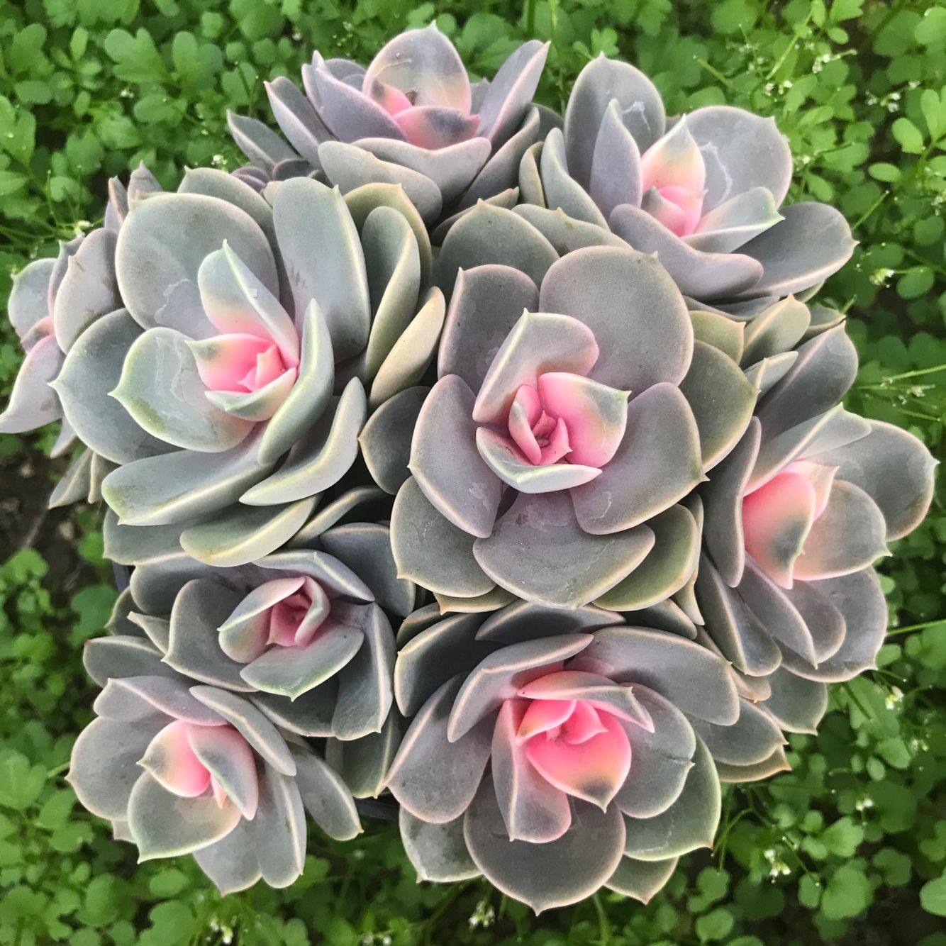 红心莲紫珍珠药锦多头整装群生多肉植物阳台办公室美