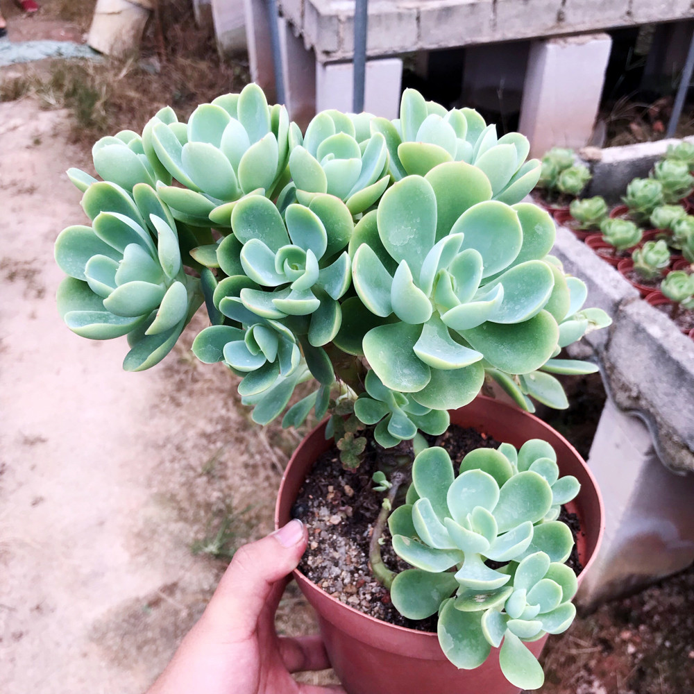 胜者骑兵碧桃超大悬崖老桩阳台美观净化空气多肉植物