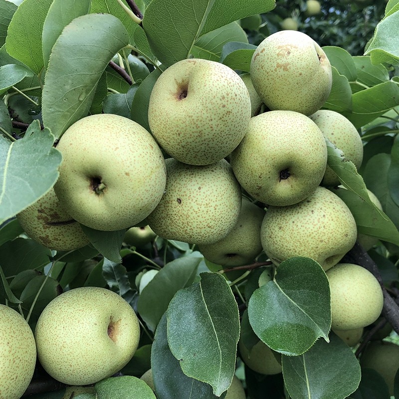 云南夏雪梨雪梨早熟梨脆多汁梨秋9斤包邮梨