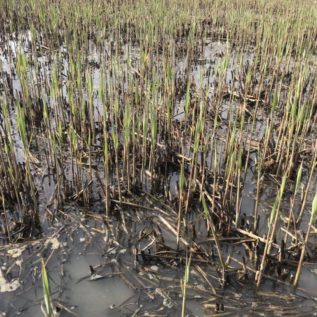 芦苇植物新鲜根苗苇子水生挺水湿地公园河道绿植