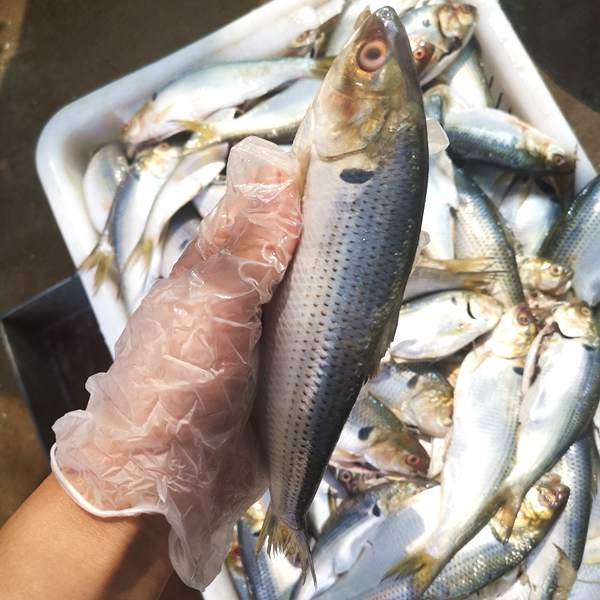 海鲫鱼干把齐鱼雌鱼气泡子鱼咸鱼干一卤盐淡盐25一斤4斤包邮