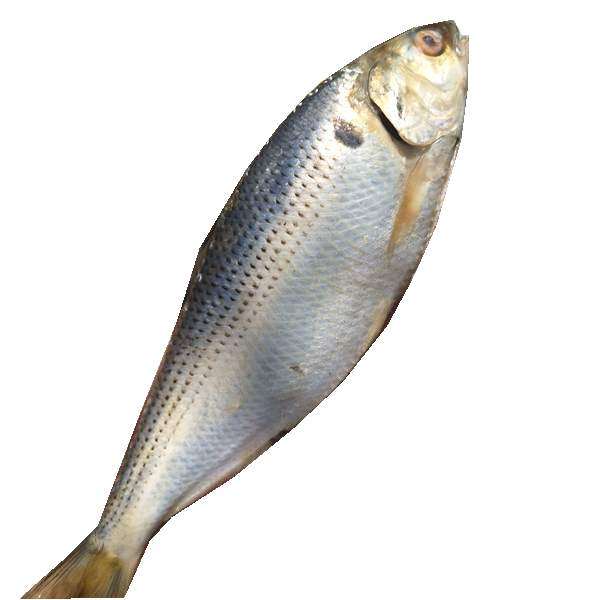 海鲫鱼干把齐鱼雌鱼气泡子鱼咸鱼干一卤盐淡盐25一斤4斤包邮