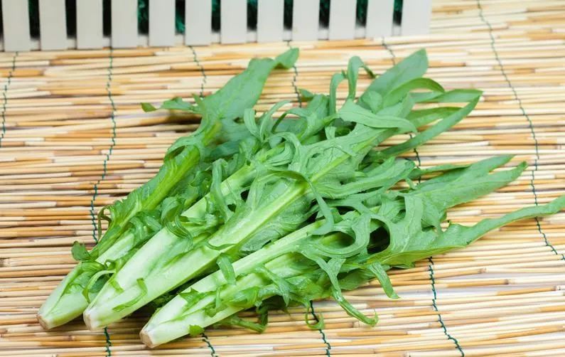 无公害花芽甜麦菜种子籽香油麦苦荬菜春秋四季播梅县苦麻蔬菜种孑