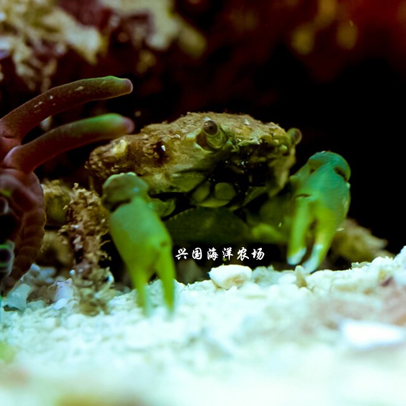 绿宝石海葵蟹瓷螃蟹活体海水鱼缸夏威夷气泡养定蟹