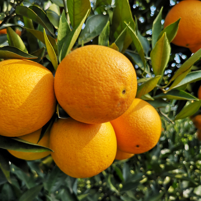 10斤高山脐橙四川金堂橙子新鲜水果橙