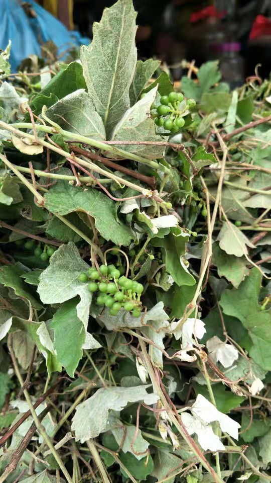 葡萄藤梅州山区野生中药材山大风干货500克包邮其他药食同源食品