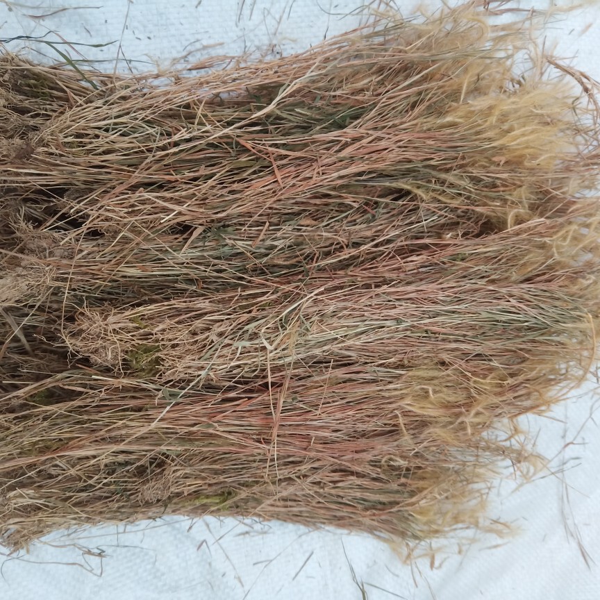 毛草梅州野生中药材金丝草笔仔竹篙黄毛草500g包邮其他药食同源食品