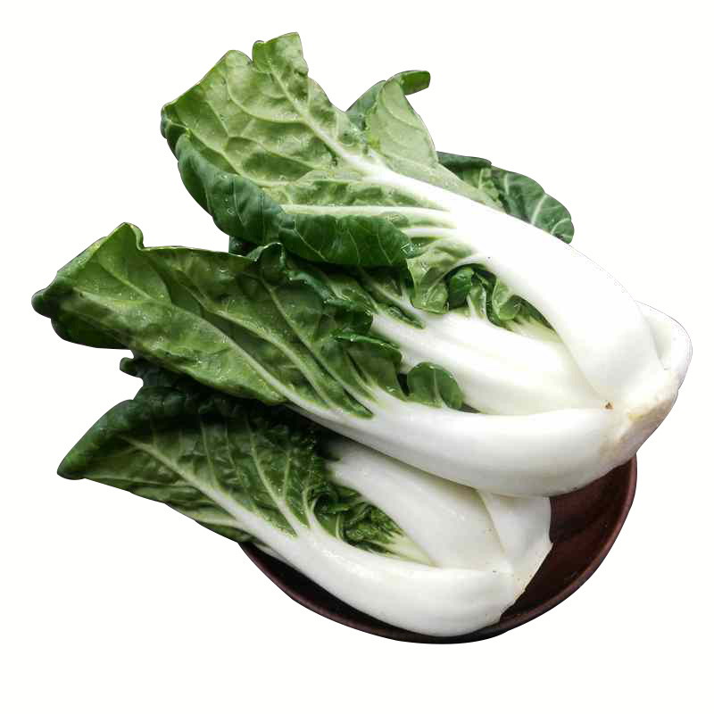 白菜种子四季高产矮脚小白菜青菜油菜早熟阳台蔬菜种子