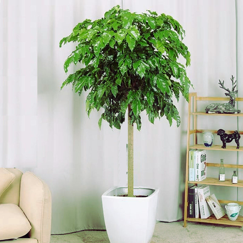 幸福树盆栽大客客厅正宗大叶丛生独杆老桩大型大型绿植