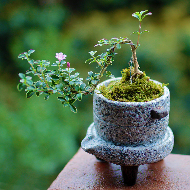 盆景六月雪微型室内盆栽金边红花悬崖小盆趣味绿植