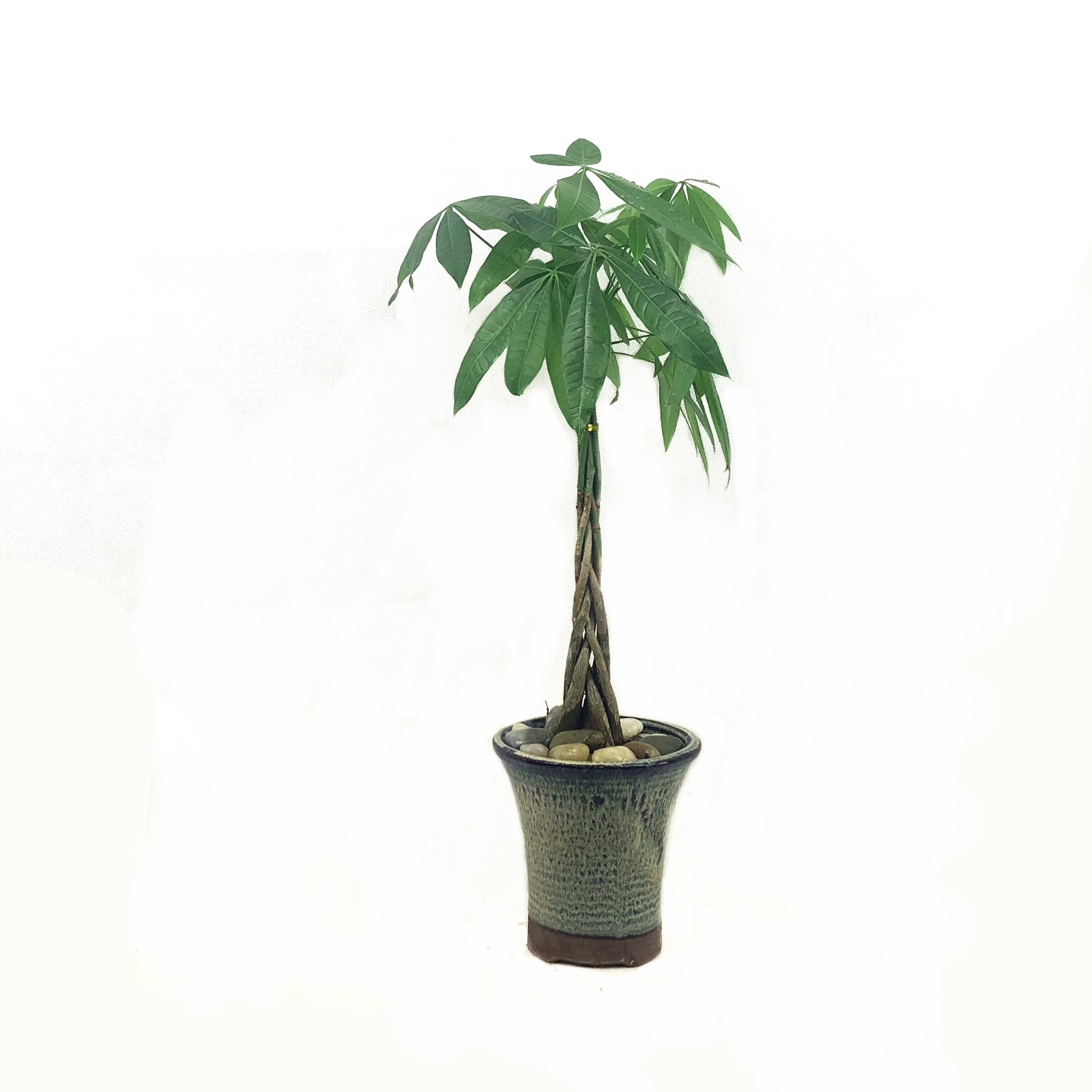 发财树苗 发财树盆栽 辫子发财树 客厅办公室盆栽 发财树小苗  价格