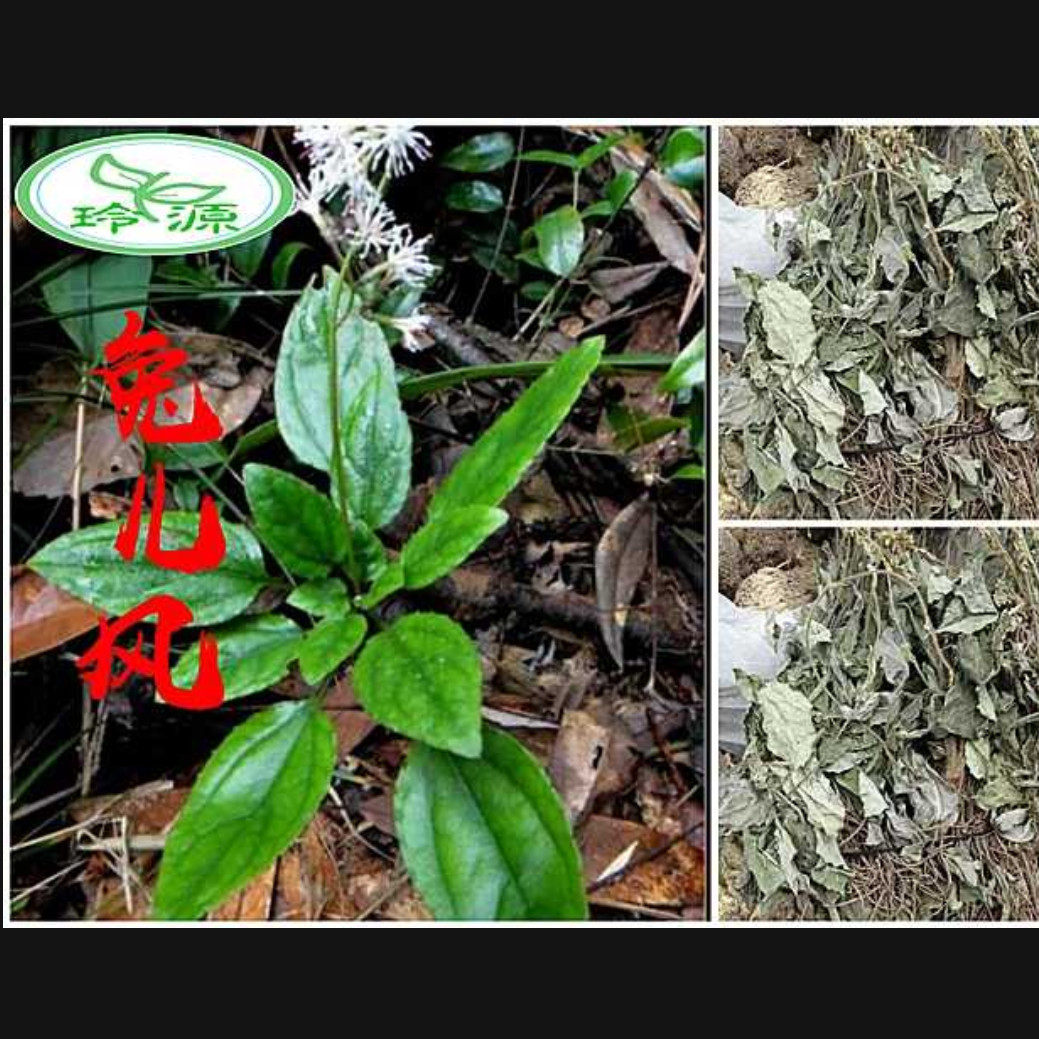 贵州省野生兔耳500克包邮中草药药材一支香大血筋传统滋补品其他