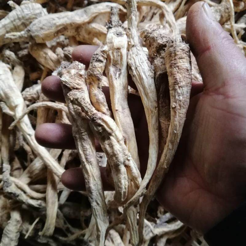 贵州省野生泡参下单包邮中草药材鸡腿南沙参产其他药食同源食品