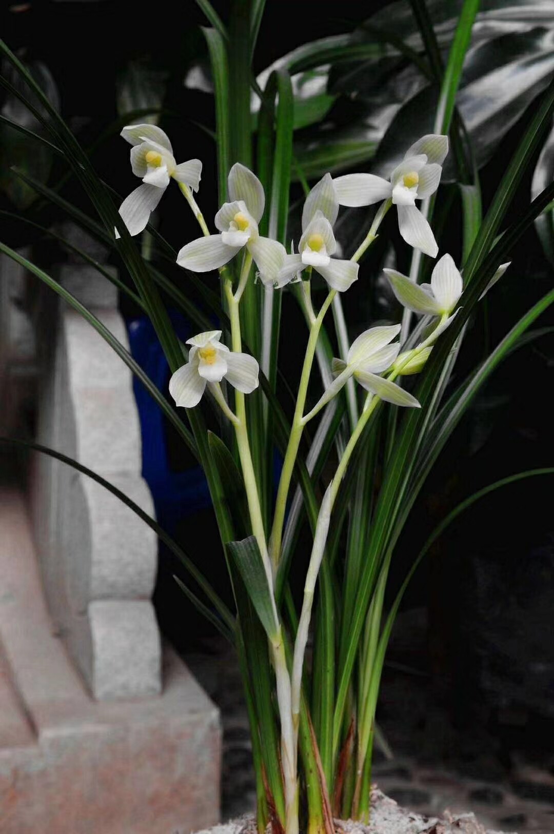 包邮自然老种兰花花苗莲瓣名品雪人浓香阳台花卉