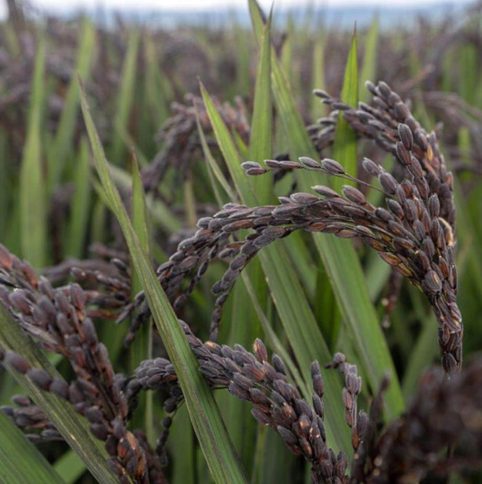 有机黑米五谷杂粮糙米紫米糯米米糕煮小米粥香米黑米