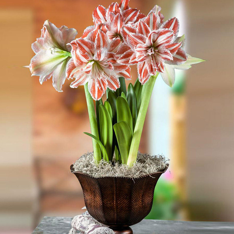 重瓣荷兰进口朱顶红种花园植物盆栽室内花卉种球