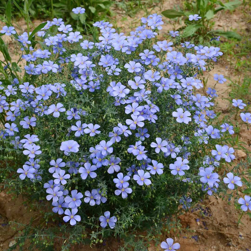 种子蓝花亚麻盆栽垂吊植物庭院花园阳台花卉家庭园艺种子