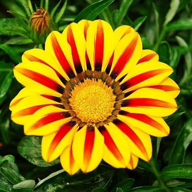 勋章种子非洲太阳花冬季花卉四季播种开花不断家庭园艺种子