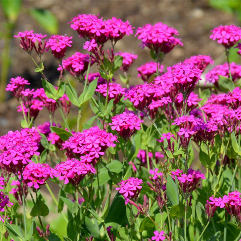 种子高雪伦雪伦花卉美人草矮雪轮草花耐寒耐旱容易家庭园艺种子