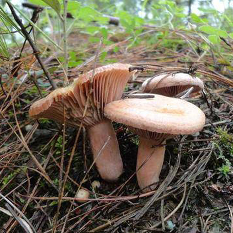 松菇东北特产野生松蘑蘑菇长白山松蛾团子干货香菇类