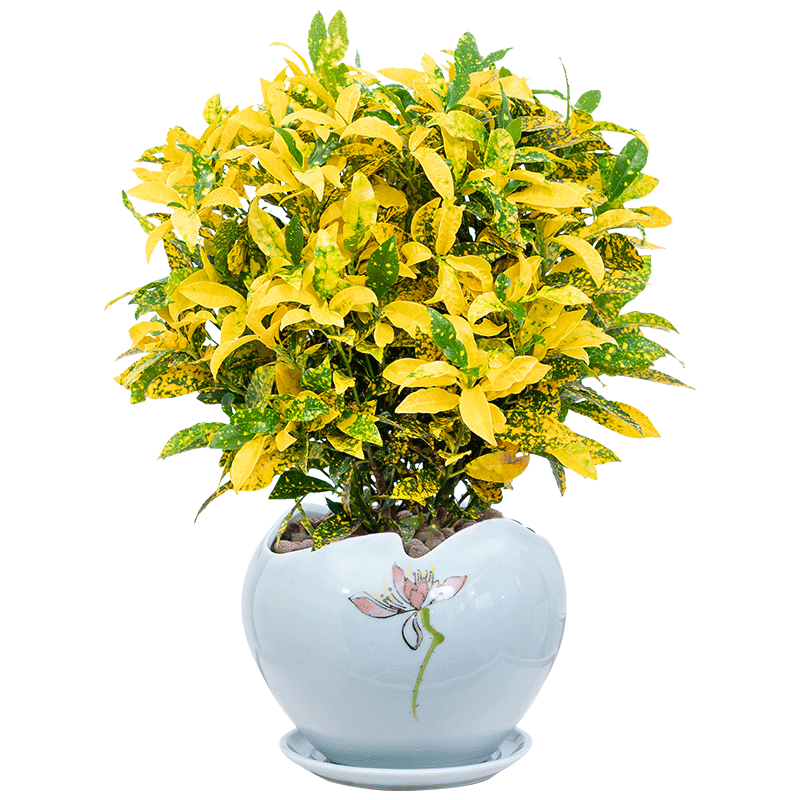 金木盆栽招财室内金榕花卉植物阳台室外七彩绿植