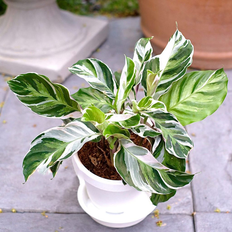 进口北欧ins风观叶白油画竹芋窗台绿植盆栽绿植