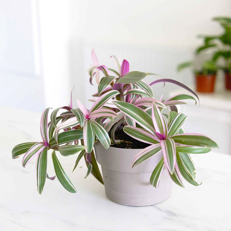 北欧室内外绿植叶绿植好养观客厅欧风彩叶蚌兰紫露绿植