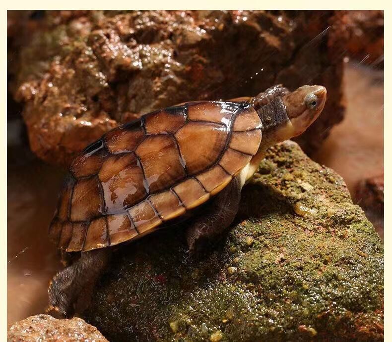 正宗招财金钱龟越南活龟幼龟南石草龟石金钱宠物龟