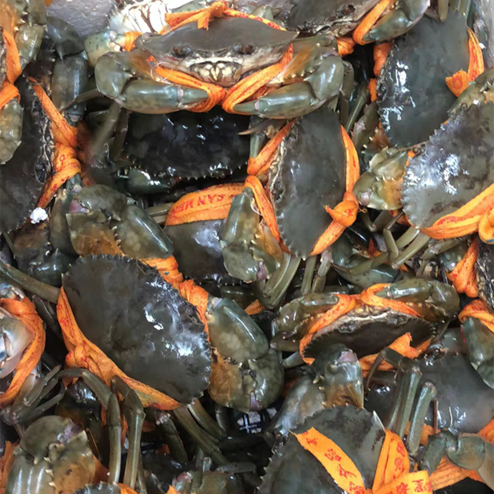 海鲜2斤三门鲜活野生水产带膏红鲟母青顺丰青蟹