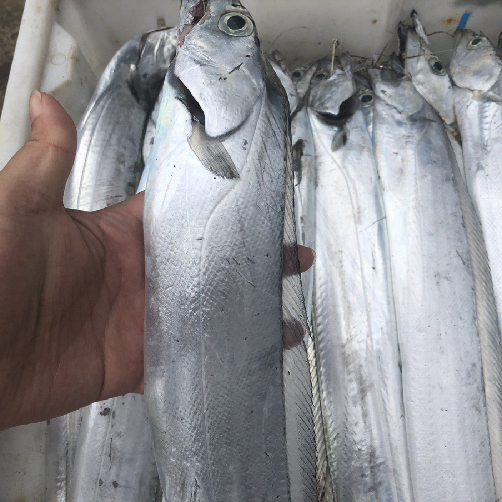 带鱼舟山海钓新鲜野生水产海鲜东海刀鱼小眼睛带鱼