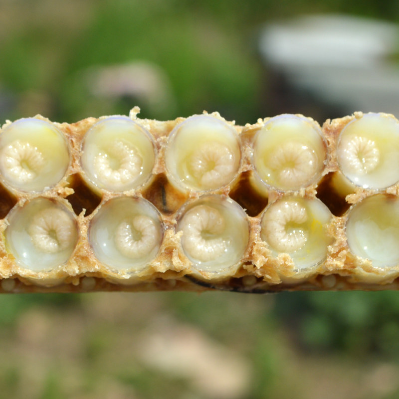 2021年新鲜蜂王胎幼虫蜂蛹蜂皇胎蜂场现取冷冻非冻干片