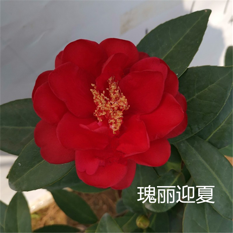 颜色分类 :夏日小璇(单杆高20-30) 夏梦文清(单杆高20-30) 瑰丽迎夏