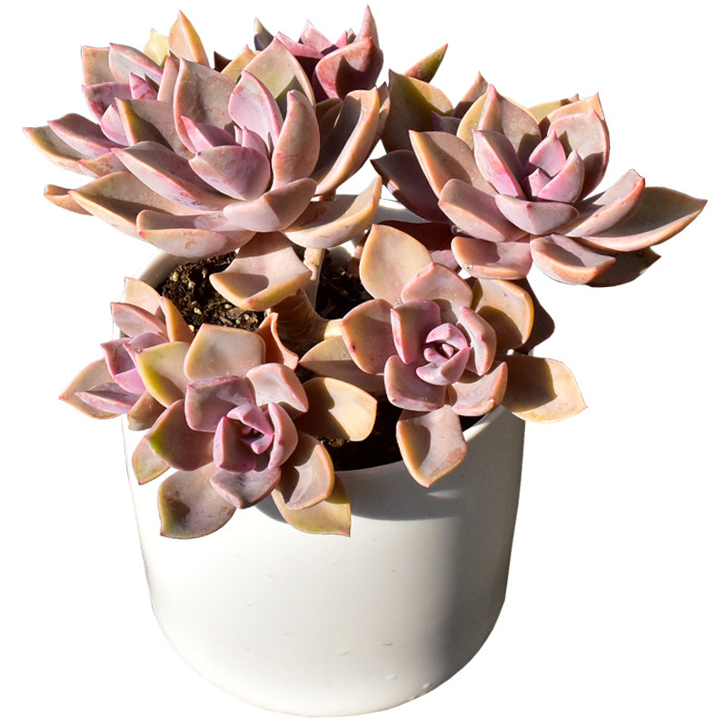 初恋多肉老桩一物一拍大棵群生多头带杆容易爆盆粉色创意多肉植物