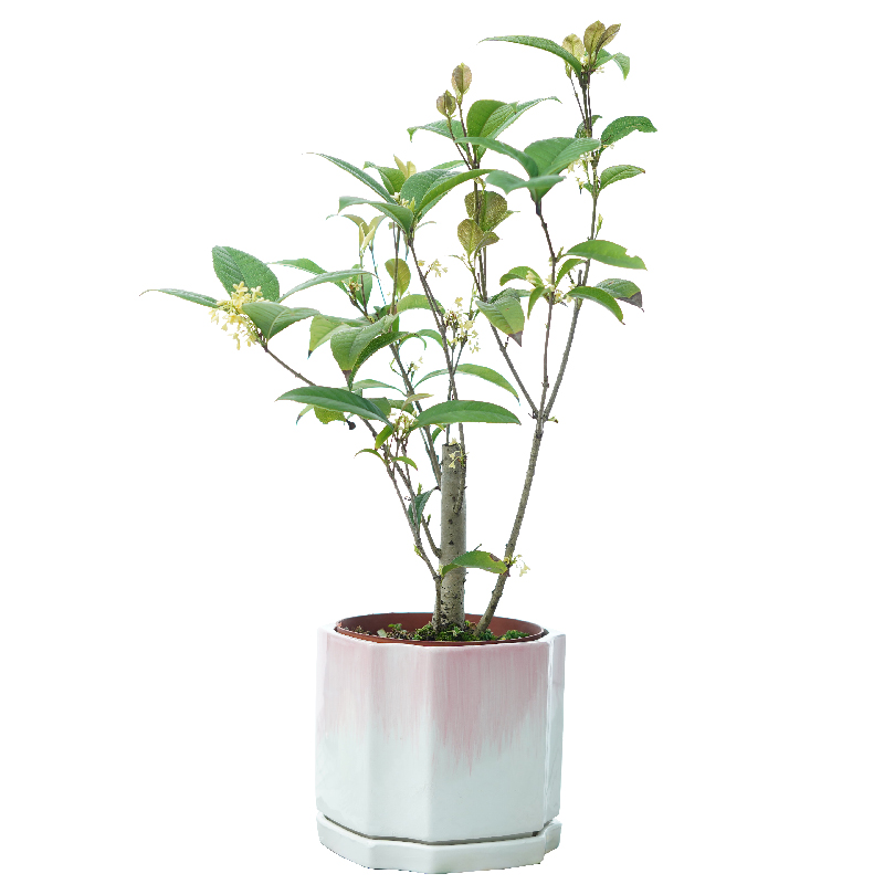 桂花树苗室内盆栽四季开花好养易活的花卉桂花盆栽四季桂 月月桂