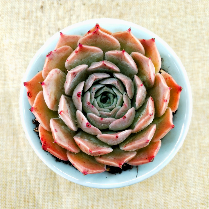 财路多肉植物莲花口径9cm满盆多肉植物