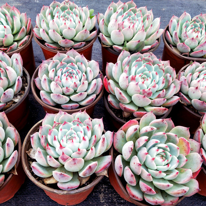 林赛多赛多植物名品品大12cm以上韩国引进原始多肉植物