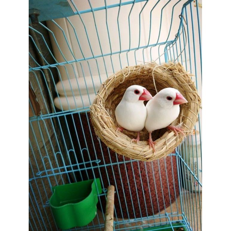 文鸟活体七彩小型宠物观赏珍珠鸟活物灰白送粮鸟