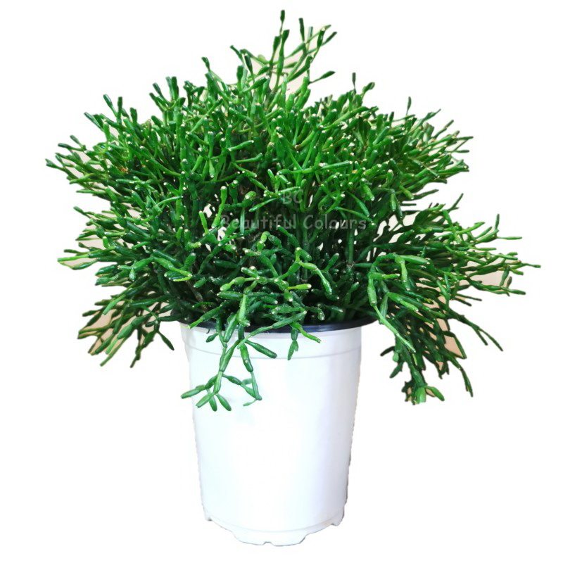 猿恋苇丝苇槲寄生仙人掌阳台多肉植物北欧欧风多肉植物