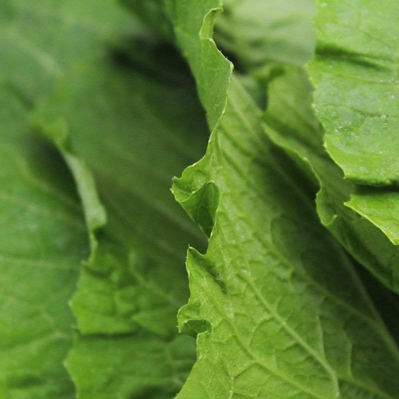 东北白菜叶菜叶饭包大白菜叶子包邮免运费20片新鲜其它