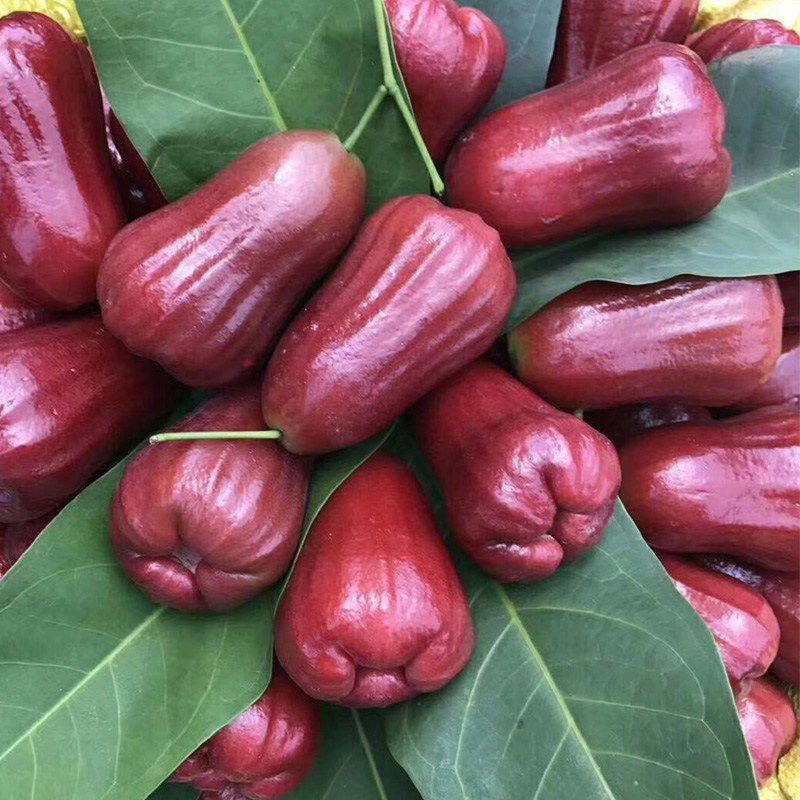 海南三亚黑珍珠莲雾新鲜水果金净重净重4斤包邮刚莲雾