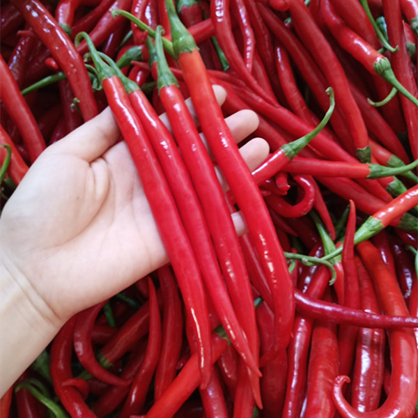 带箱3斤湖南新鲜蔬菜红线椒长辣椒其它